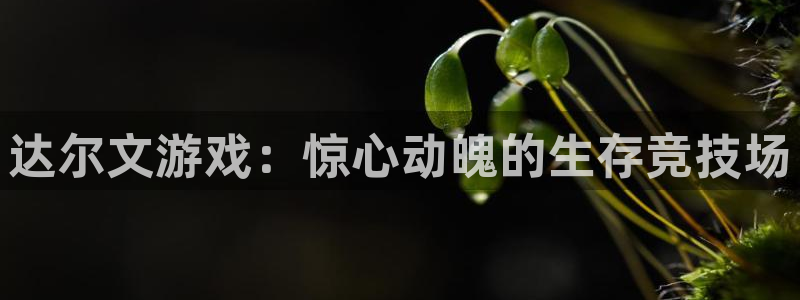 新城平台致7O777