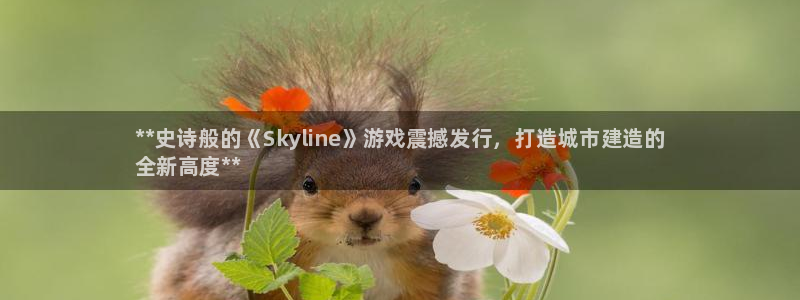 新城平台平台